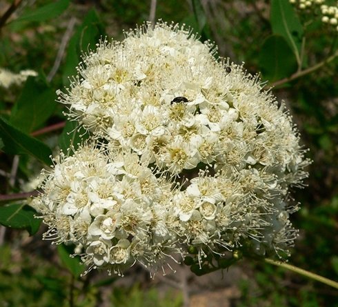{Spiraea virginiana}